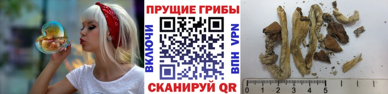 Галлюциногенные грибы прущие грибы  дарнет шоп  Владивосток 